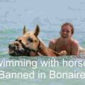 Zwemmen met paarden verboden op Bonaire